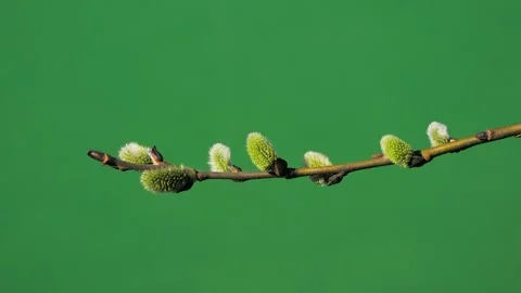 Easter symbol, first flowers of the willow tree in early spring on a green sc Stock Footage 321151179
