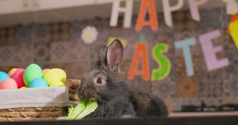 Easter symbol. Lovely bunny easter rabbit eating lettuce Stock Footage 232055641