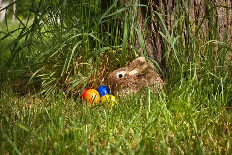 Easter time with decoration rabbit and eggs Stock Photos