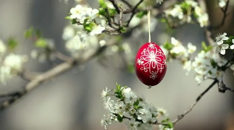 Easter traditional egg hanging on bough with spring cherry blossom Stock Footage 47062628