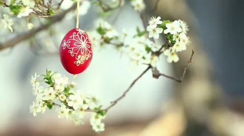 Easter traditional egg hanging on bough with spring cherry blossom Stock Footage 47062629