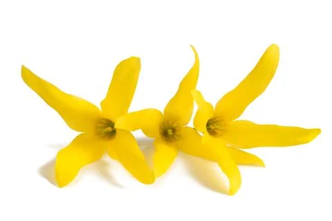 Easter tree flowers Stock Photos