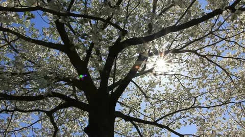 Easter tree Stock Footage 11017123