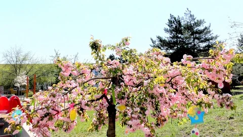 Easter Tree In the Garden - Modern Public Building Kindergarten - Preschool Video stock 106811243