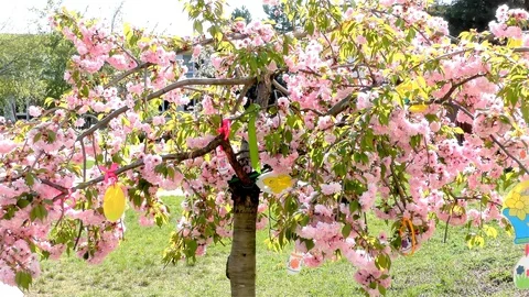 Easter Tree In the Garden - Modern Public Building Kindergarten - Preschool Video stock 106811244