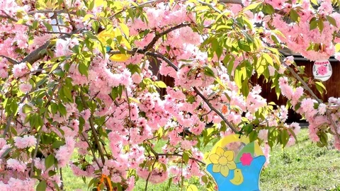 Easter Tree In the Garden - Modern Public Building Kindergarten - Preschool Video stock 106811260