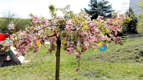 Easter Tree In the Garden - Modern Public Building Kindergarten - Preschool Video stock 106811278