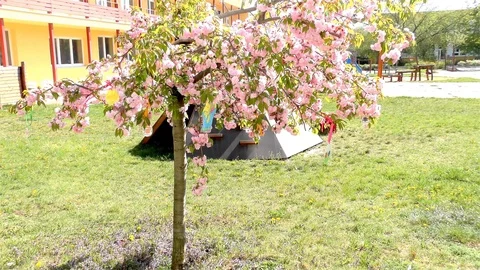 Easter Tree In the Garden - Modern Public Building Kindergarten - Preschool Video stock 106811305