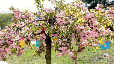 Easter Tree In the Garden - Modern Public Building Kindergarten - Preschool Video stock 106811310