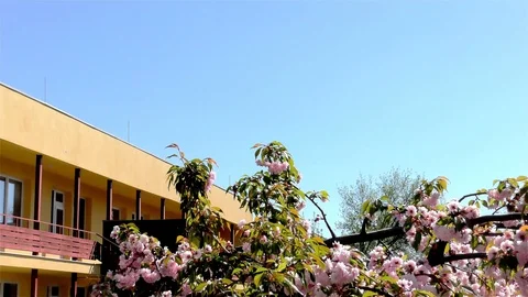 Easter Tree In the Garden - Modern Public Building Kindergarten - Preschool Video stock 106811355