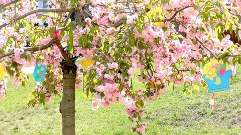 Easter Tree In the Garden - Modern Public Building Kindergarten - Preschool Video stock 106811366