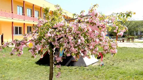 Easter Tree In the Garden - Modern Public Building Kindergarten - Preschool Video stock 106811371