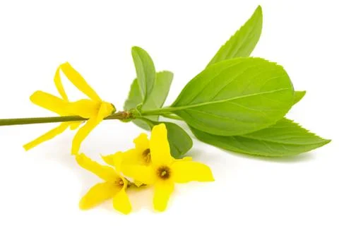 Easter tree Stock Photos