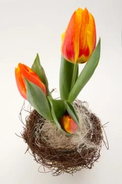 Easter tulips Stock Photos