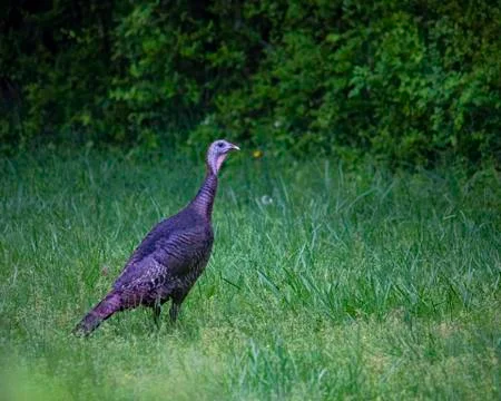 Easter Turkey Foto stock