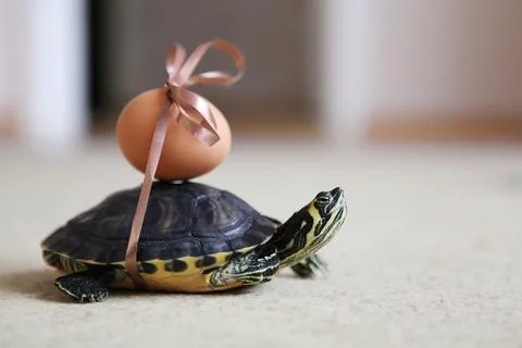 Easter turtle Stock Photos