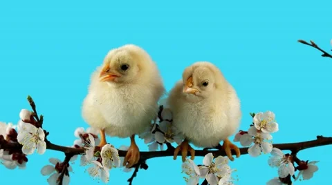 Easter, two little chicken sits on the branch with flowers Stock Footage 63166339