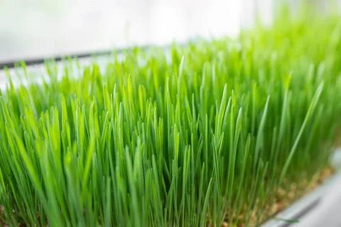 Easter wheat grass growing on window bench Stock Photos