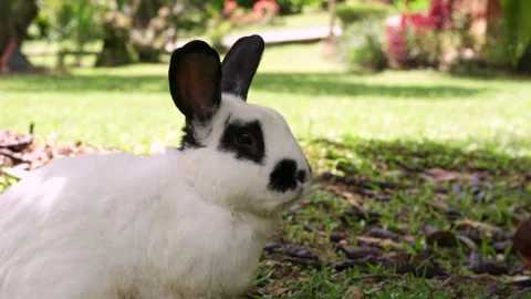 Easter White and Black-Spotted Rabbit Sniffing in Its Natural Habitat Видео 302775650