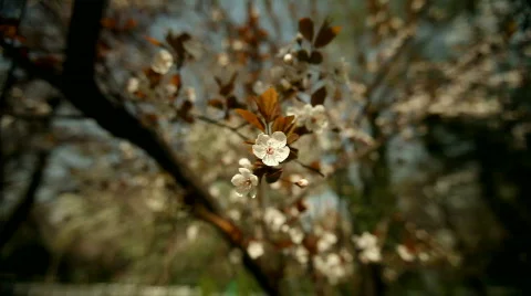 Easter White Blossoms Video stock 783922