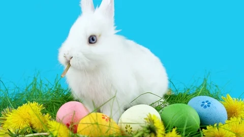Easter white bunny with Easter eggs, eating a dandelion in green grass Stock Footage 72558510