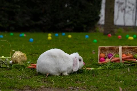 Easter white bunny on the grass with Easter basket Stock Photos
