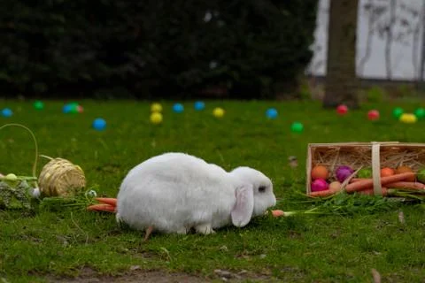 Easter white bunny on the grass with Easter basket Stock Photos