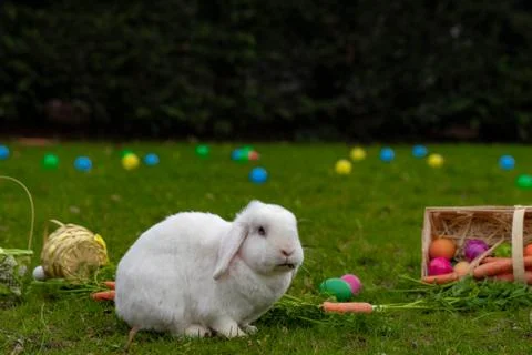 Easter white bunny on the grass with Easter basket Stock Photos