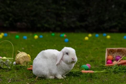 Easter white bunny on the grass with Easter basket Stock Photos