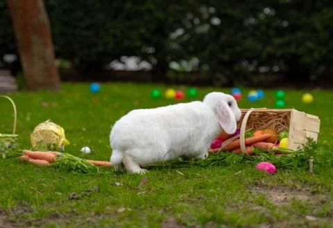 Easter white bunny on the grass with Easter basket Stock Photos