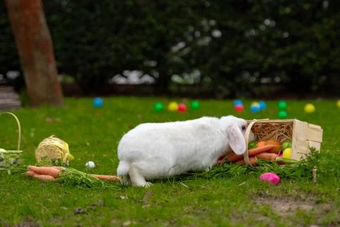 Easter white bunny on the grass with Easter basket Stock Photos