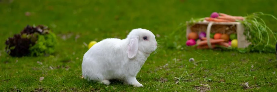 Easter white bunny on the grass with Easter basket Stock Photos