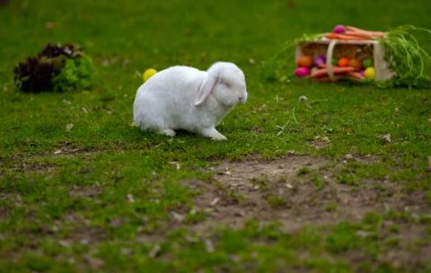 Easter white bunny on the grass with Easter basket Stock Photos