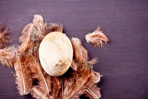 Easter white egg in a pot with feathers on the black background Stock Photos