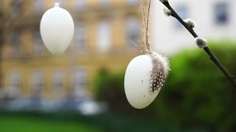 Easter white Eggs with feathers hanging from a Willow Branch outdoors Stock Footage 237630662