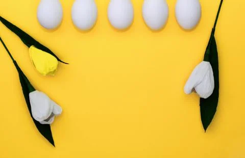 Easter white eggs in row and flowers tulips on yellow background. From above Stock Photos