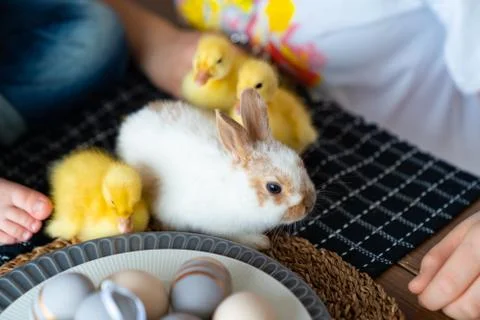 Easter white rabbit and three yellow duckling. Stock Photos
