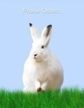 Easter, a white rabbit, green meadow, blue background Stock Illustration