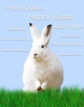 Easter, a white rabbit, green meadow, blue background Stock Illustration