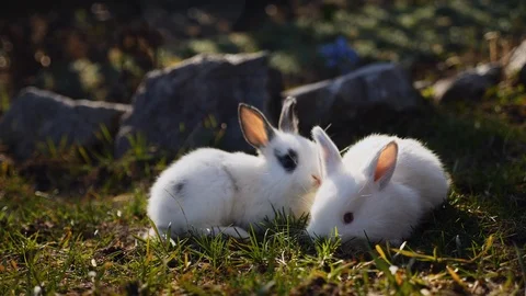 Easter white rabbits on the grass Stock Footage 88349257