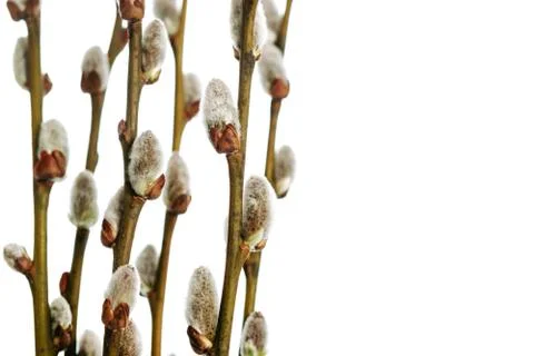 Easter willow branches 스톡 사진