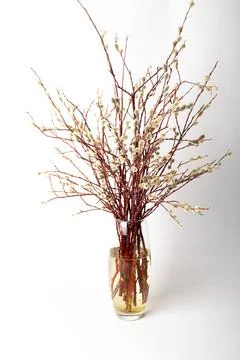 Easter willow in a transparent vase on a white background, willow branches in Stock Photos