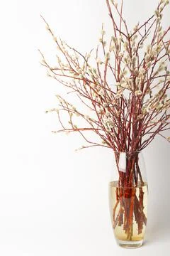 Easter willow in a transparent vase on a white background, willow branches in Stock Photos
