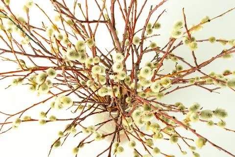 Easter willow in a transparent vase on a white background, willow branches in Stock Photos