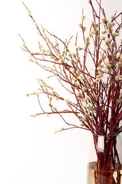 Easter willow in a transparent vase on a white background, willow branches in Stock Photos