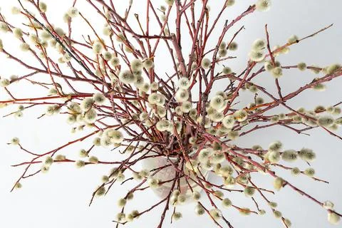 Easter willow in a transparent vase on a white background, willow branches in Stock Photos