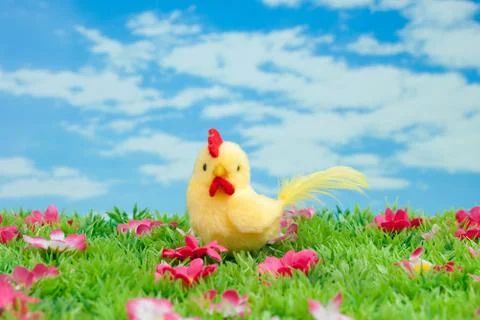 Easter: yellow chicken sitting on a green meadow with flowers in front of a b Stock Photos