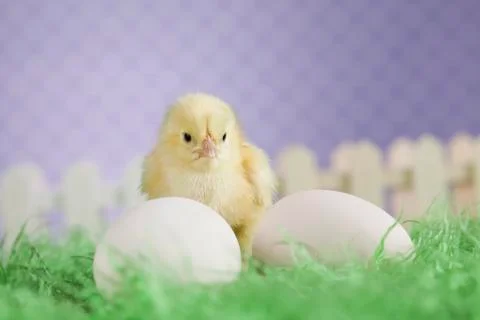 Easter young chick, Easter egg Free Stock Photos