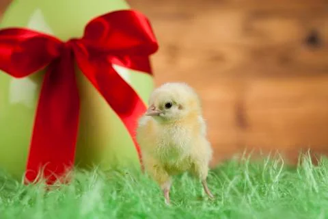 Easter young chick, Easter egg Free Stock Photos