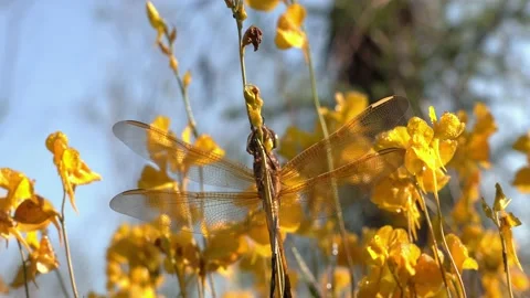 Eastern Amberwing Dragonfly resting on Bladderwort Flowers, SE USA Stock Footage 130201655